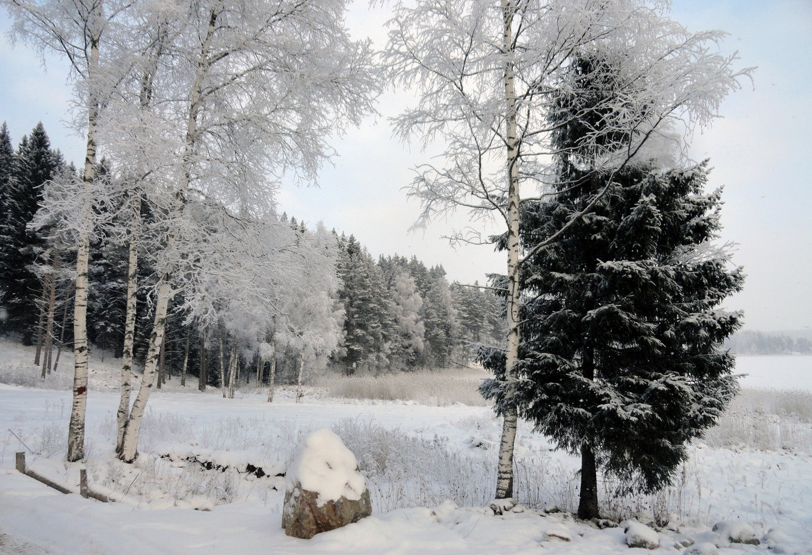 Зимний лес - Vyacheslav Gordeev