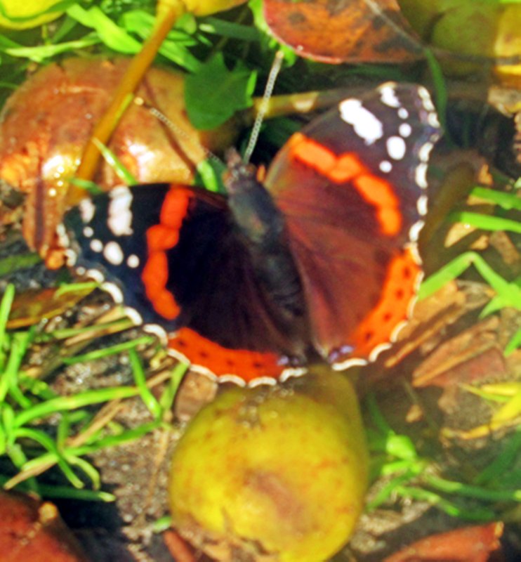 Бабочка Адмирал - Лариса 