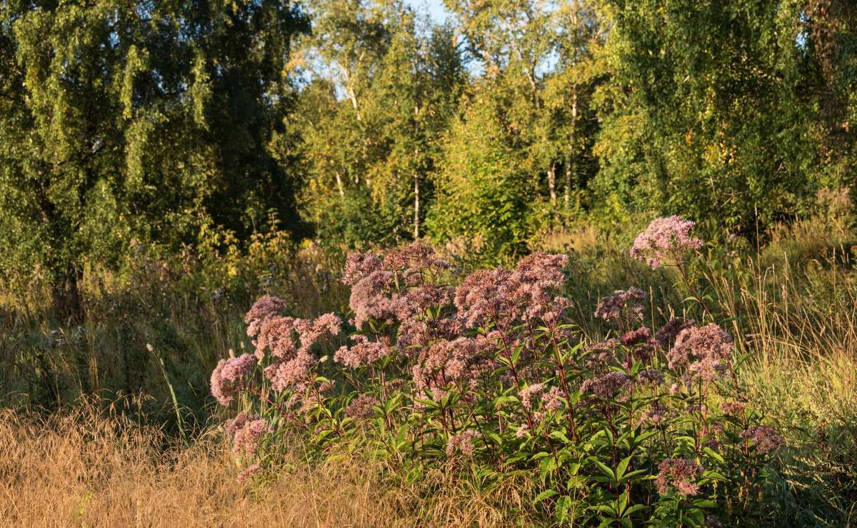 *** - Владимир Безбородов