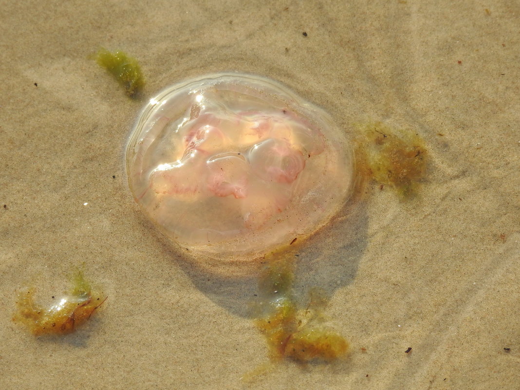 медуза - ИННА ПОРОХОВА