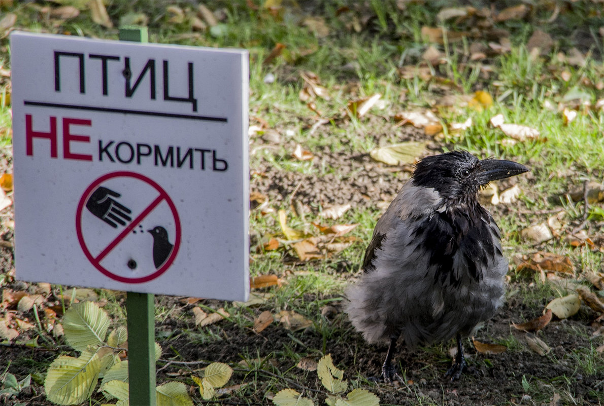 "Безобразие!" - Александр 