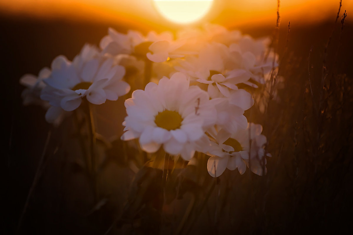 Утренний цвет хризантемы - Виктор Мороз