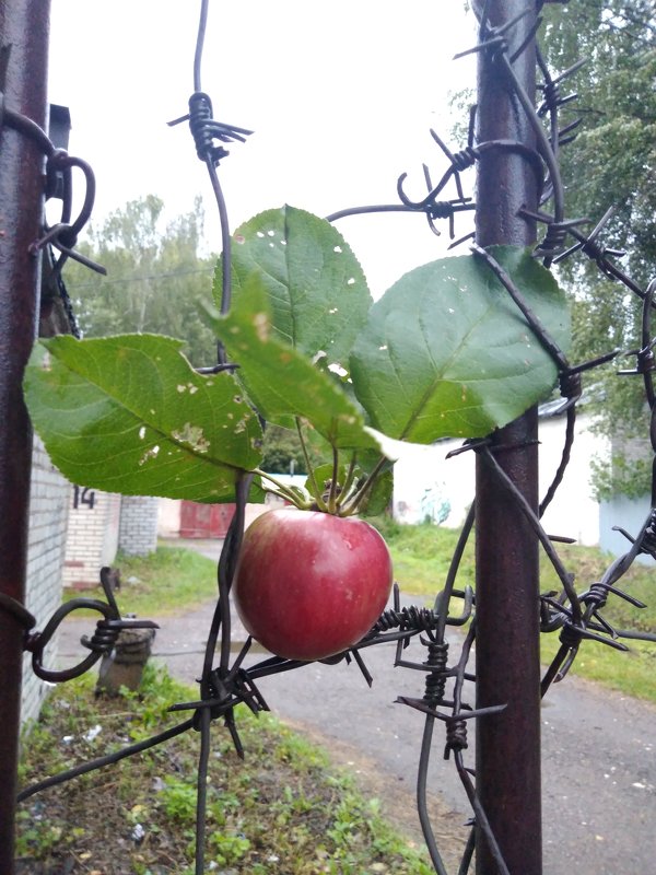 Apple - Сергей 