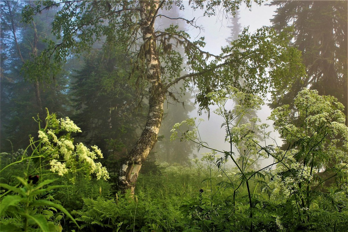 Утро в лесу - Сергей Чиняев 