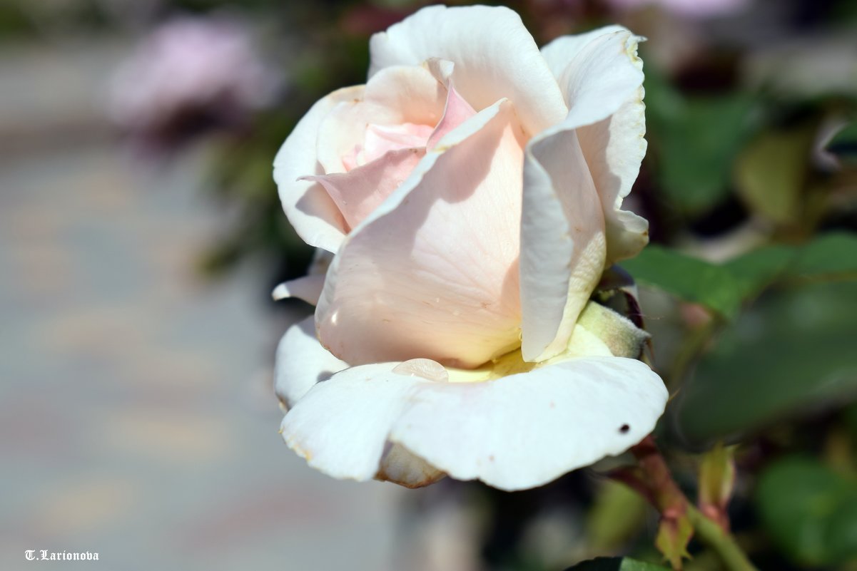 Белая роза - Татьяна Ларионова