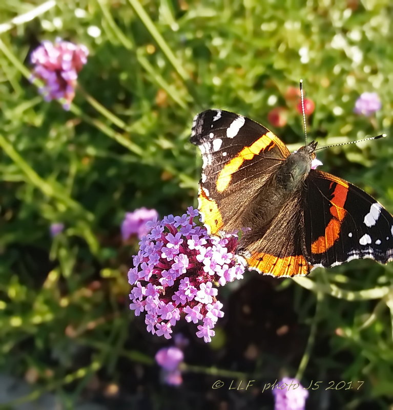 Бабочки - Liudmila LLF