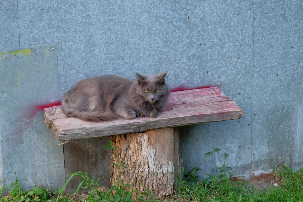 Сашенька не в духе - Вадим 