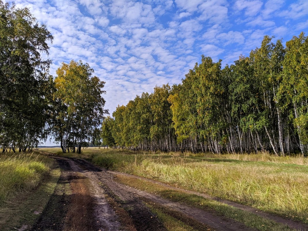 Калачинские леса - Владимир Зыбин