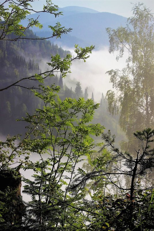 Поутру в долине туман - Сергей Чиняев 