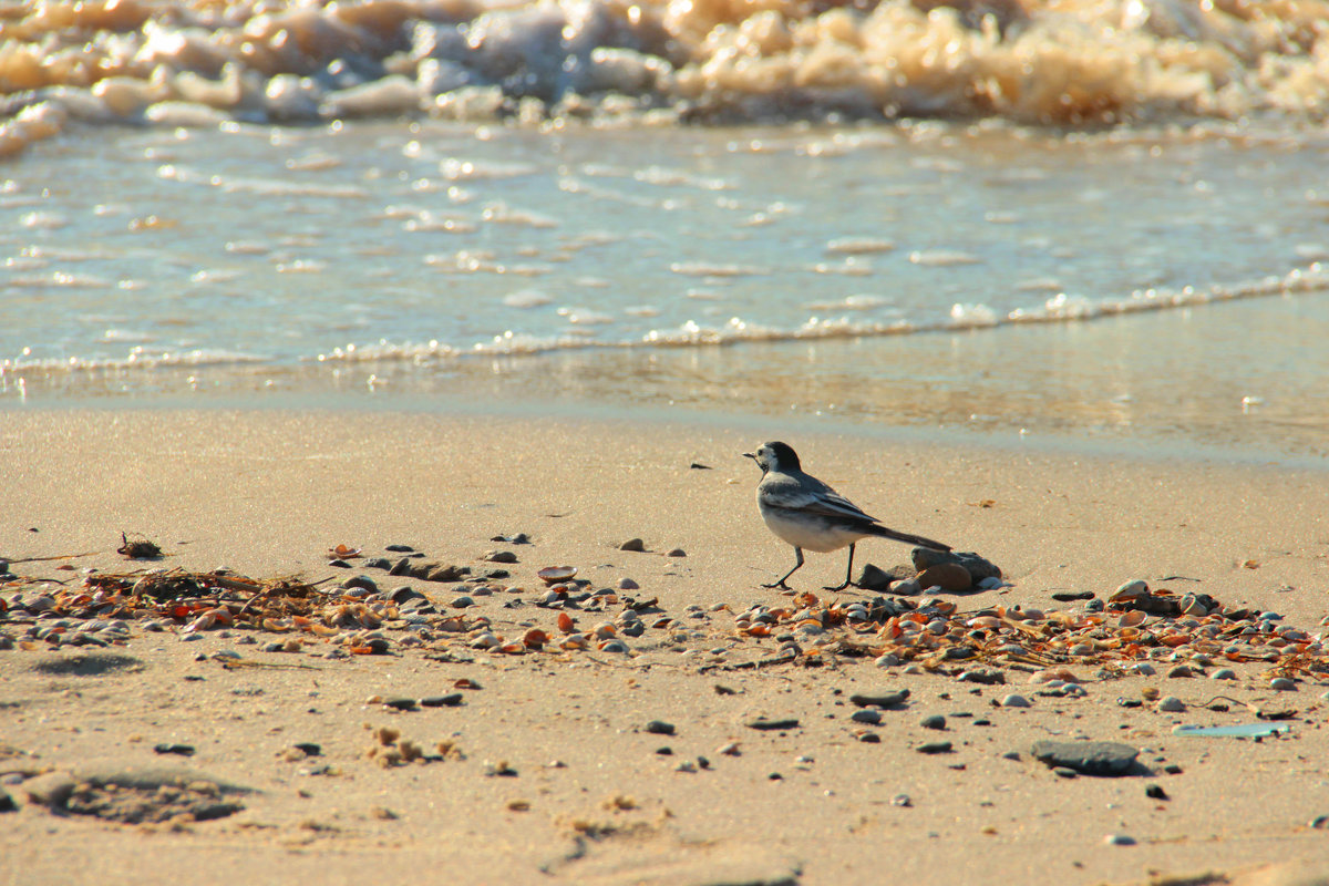 Птичка на пляже - Вика Быкова