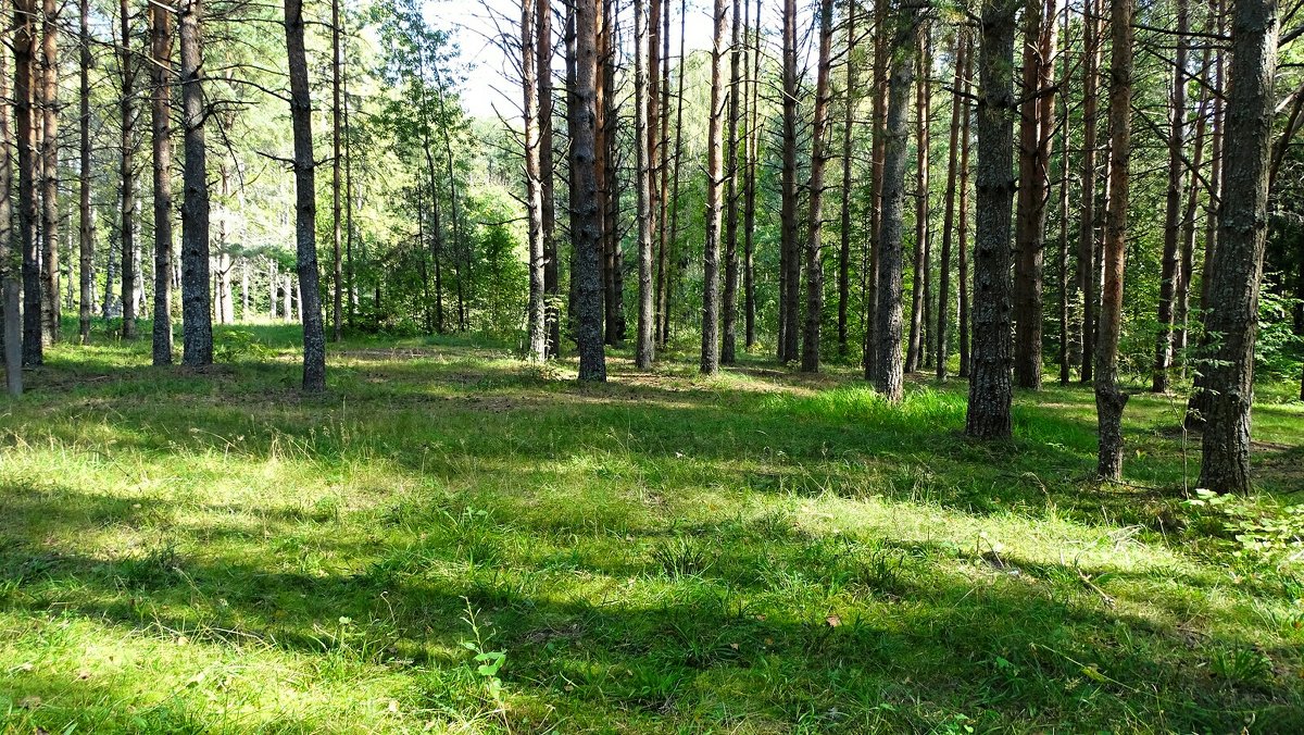 В зелёном лесу сентября - Милешкин Владимир Алексеевич 