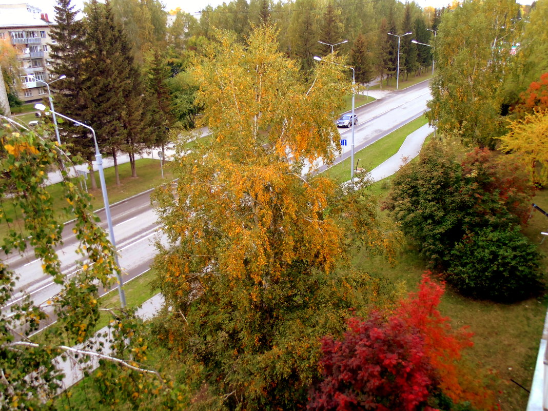 Разноцветная осень на моей улице . - Мила Бовкун
