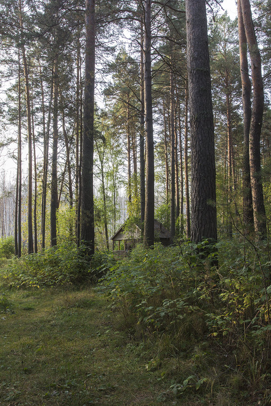 Домик в лесу - Сергей W.Протопопов 