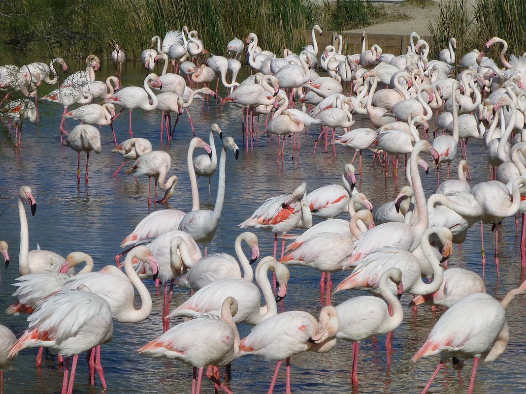 Розовые фламинго в природном парке Камарг (Camargue) - Лидия Бусурина