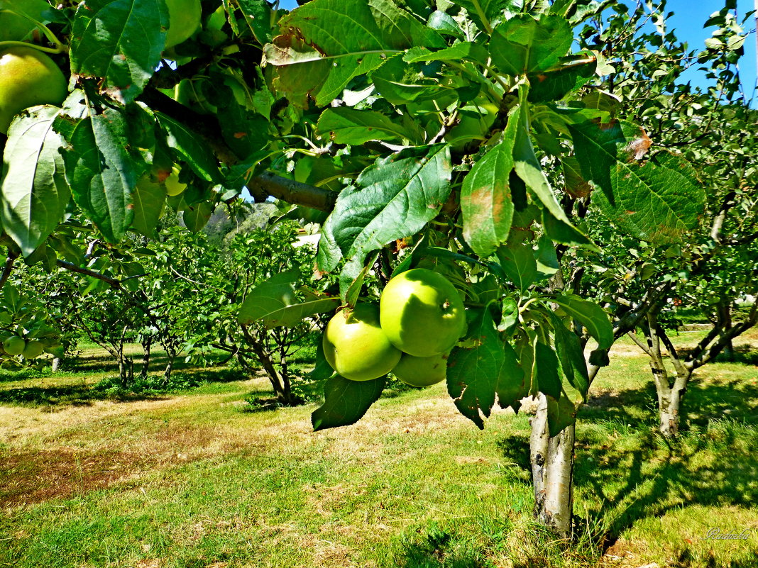 Черногорские яблочки - Raduzka (Надежда Веркина)