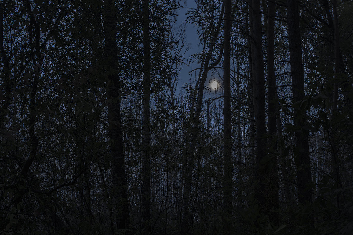 Ночь на опушке леса - Сергей W.Протопопов 