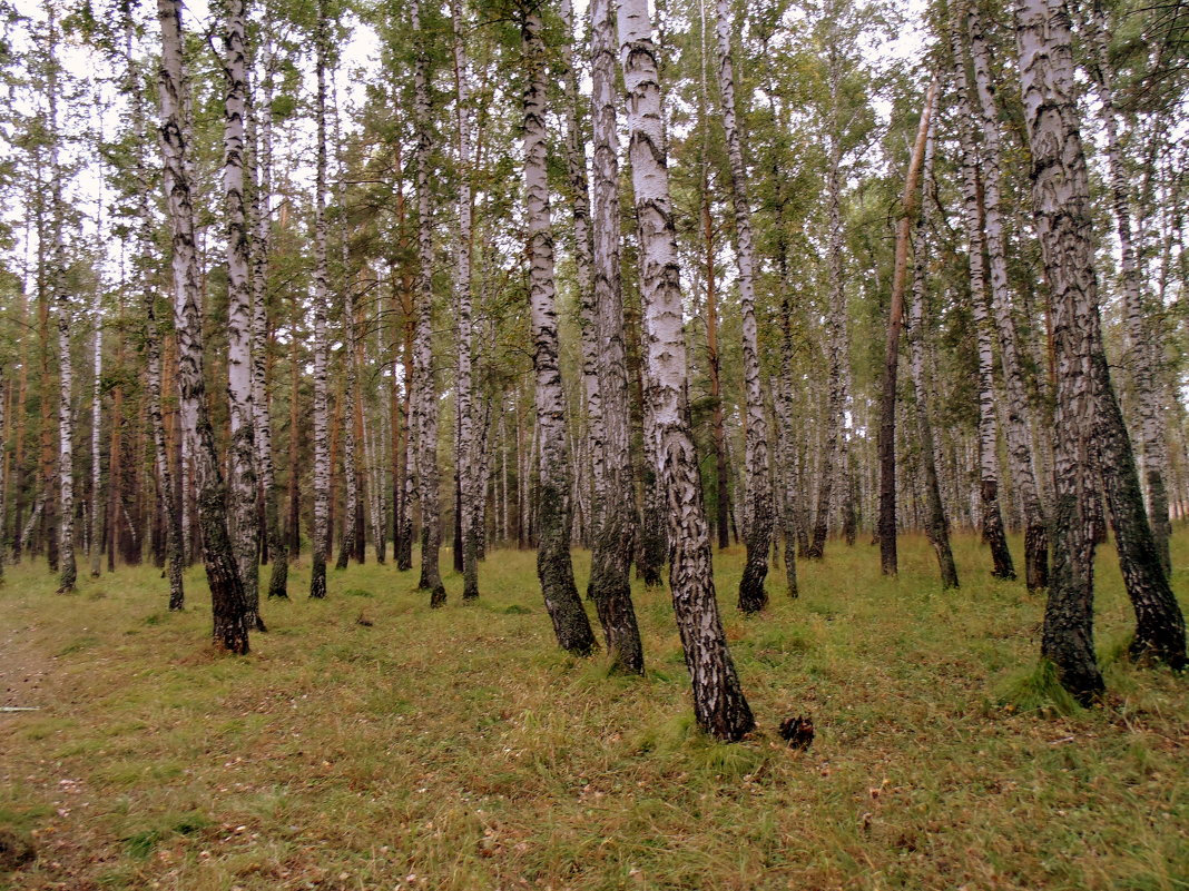 Осень в берёзовой роще . - Мила Бовкун