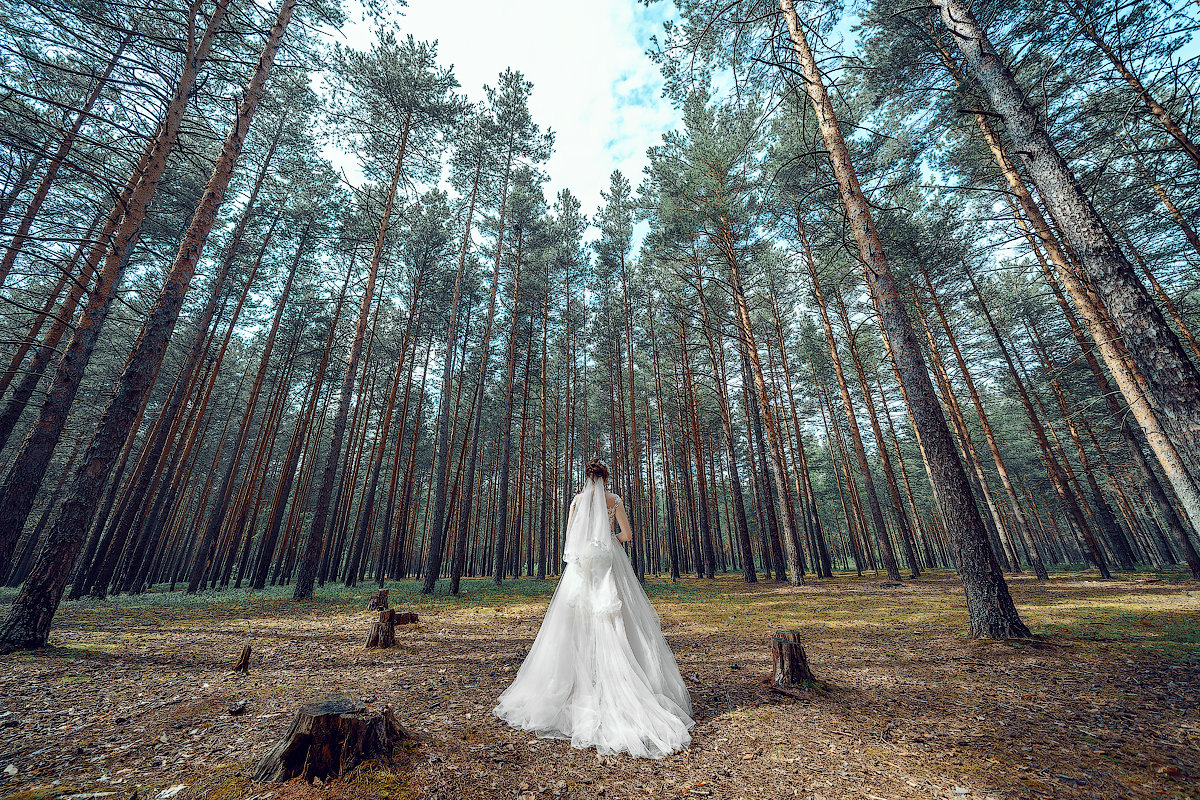Невеста в лесу - Сергей Селевич