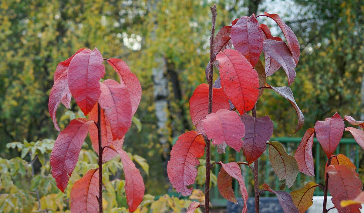 Этюд с багровыми листьями - Зинаида Каширина