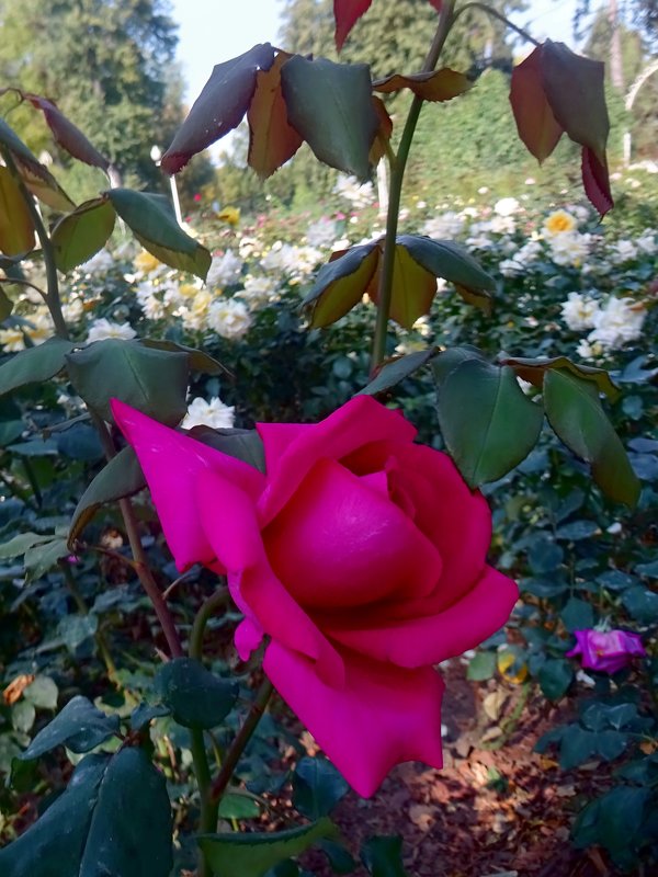Розовая роза - Наталья Цыганова 