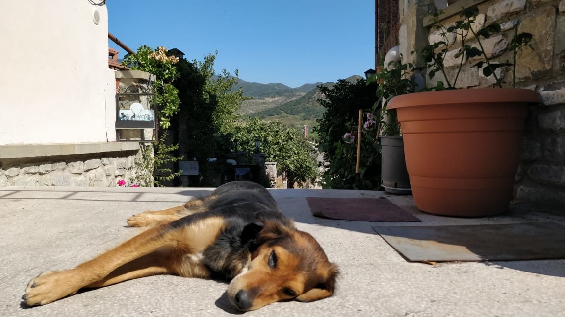 Спокойная собачья жизнь,в солнечной Грузии... - Андрей Хлопонин