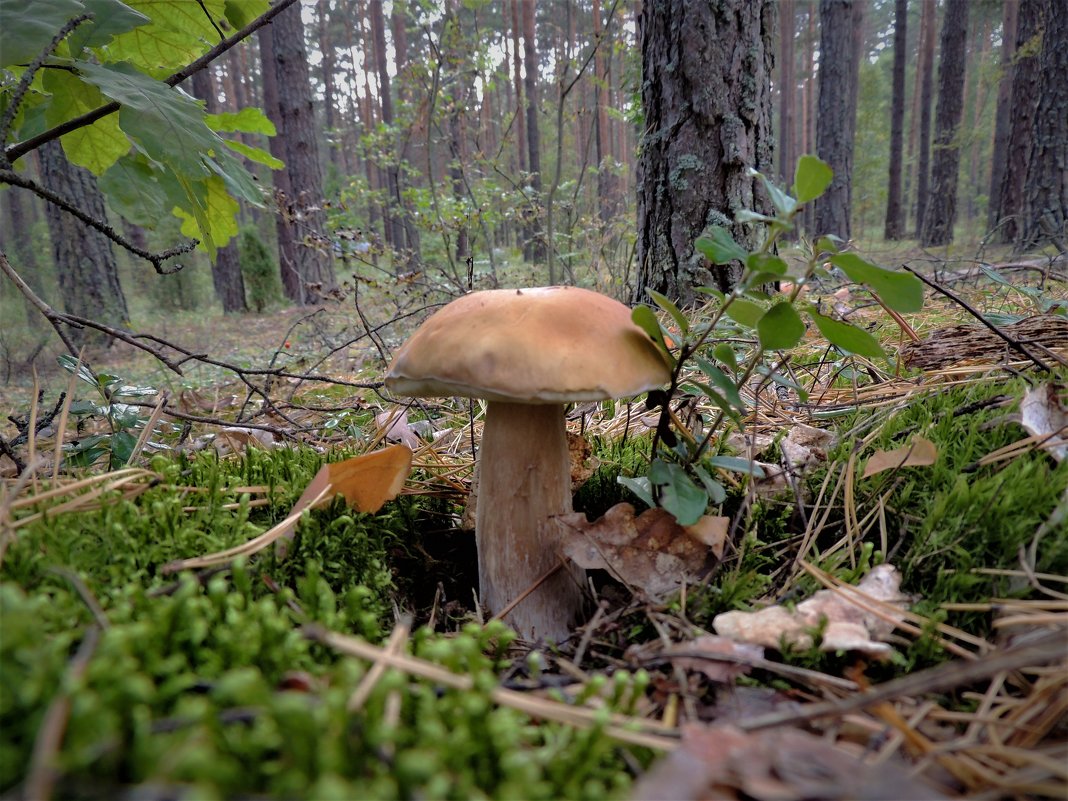 В лесу - Вячеслав Маслов
