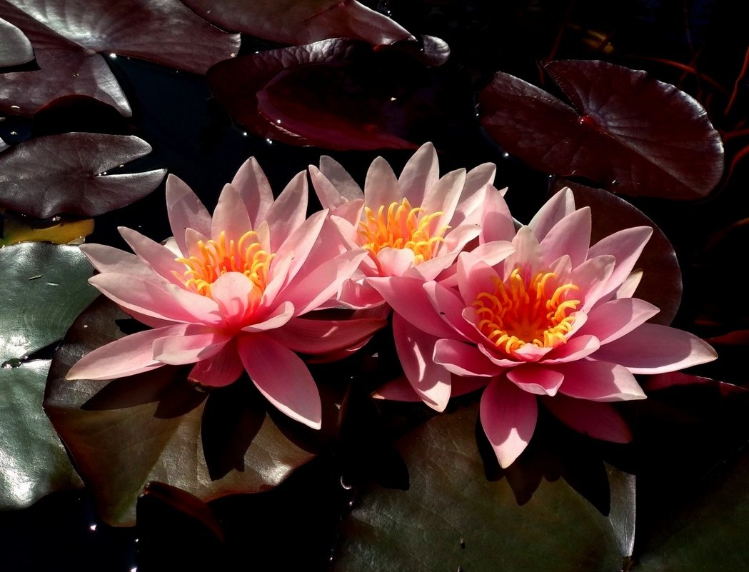 Три лилии красотки - Самохвалова Зинаида 
