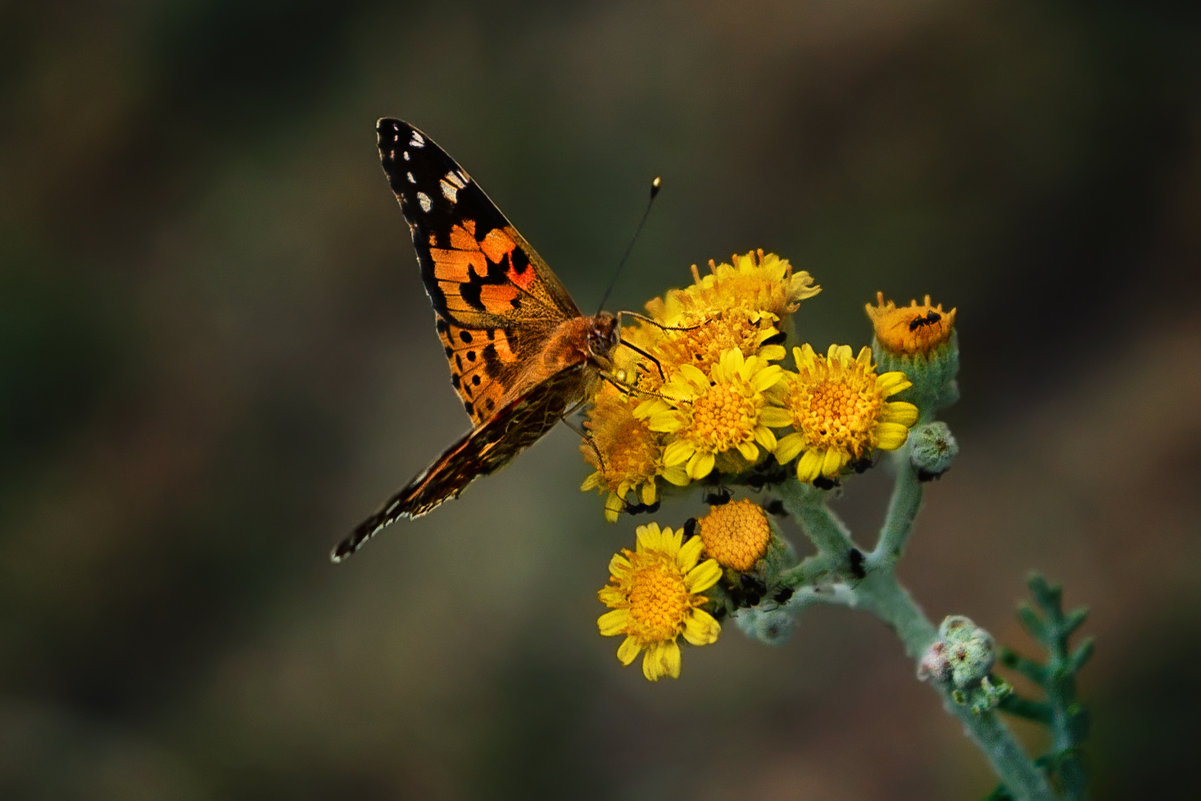 Бабочка и цветок - Нина Богданова