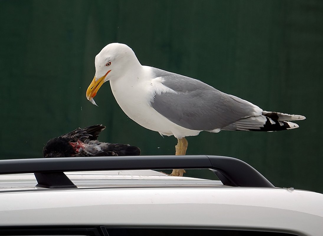 Чайка, обедающая голубем, на крыше белоснежного внедорожника - Ольга И