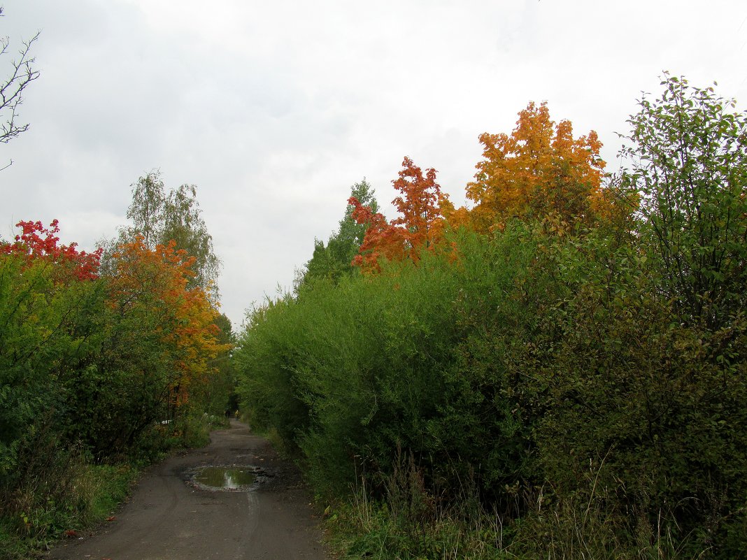 Осень - Елена Павлова (Смолова)