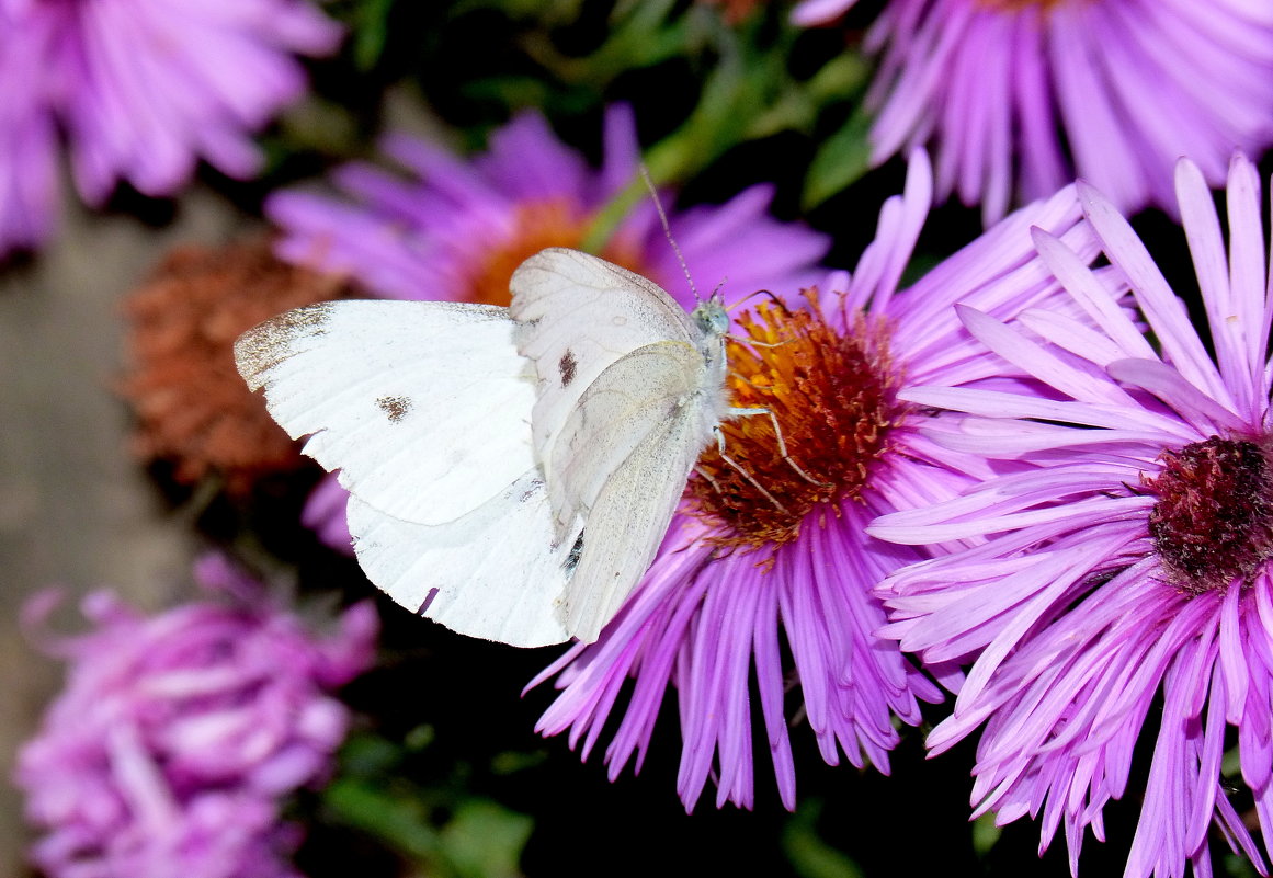 бабочки на осенней флоре  1 - Александр Прокудин