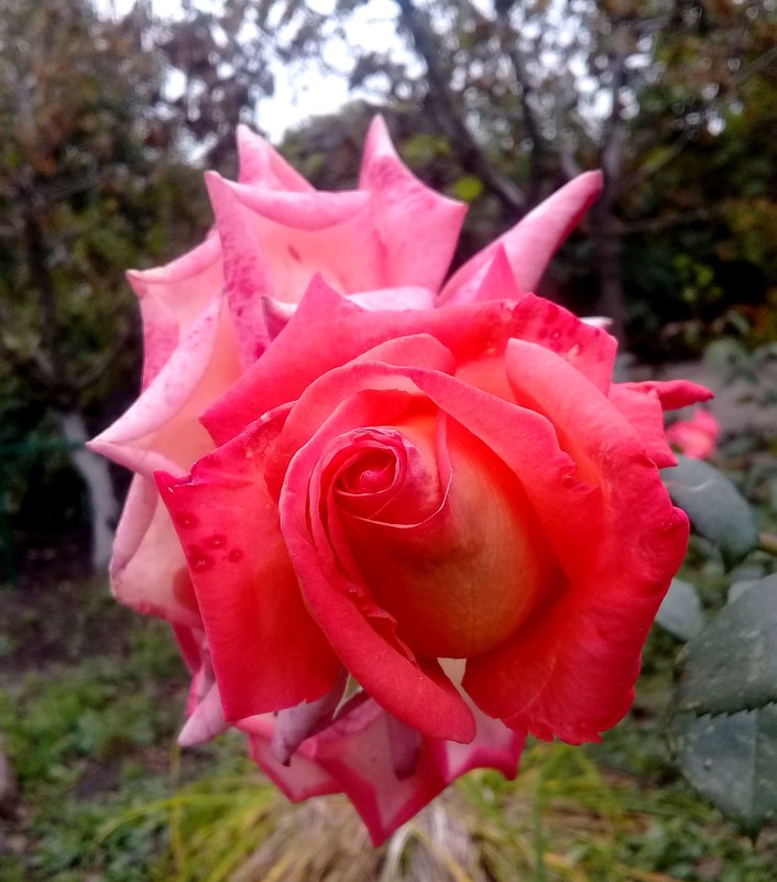 Еще радуют красотой сентябрьские розы. - Зоя Чария