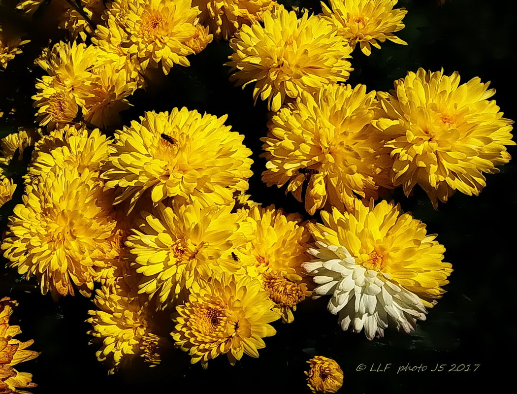 Хризантемы - цветы осени. - Liudmila LLF
