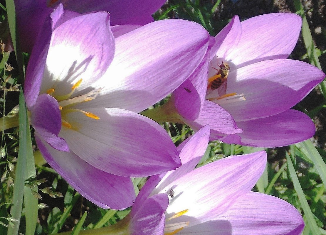 Жучки на цветах - Фотогруппа Весна