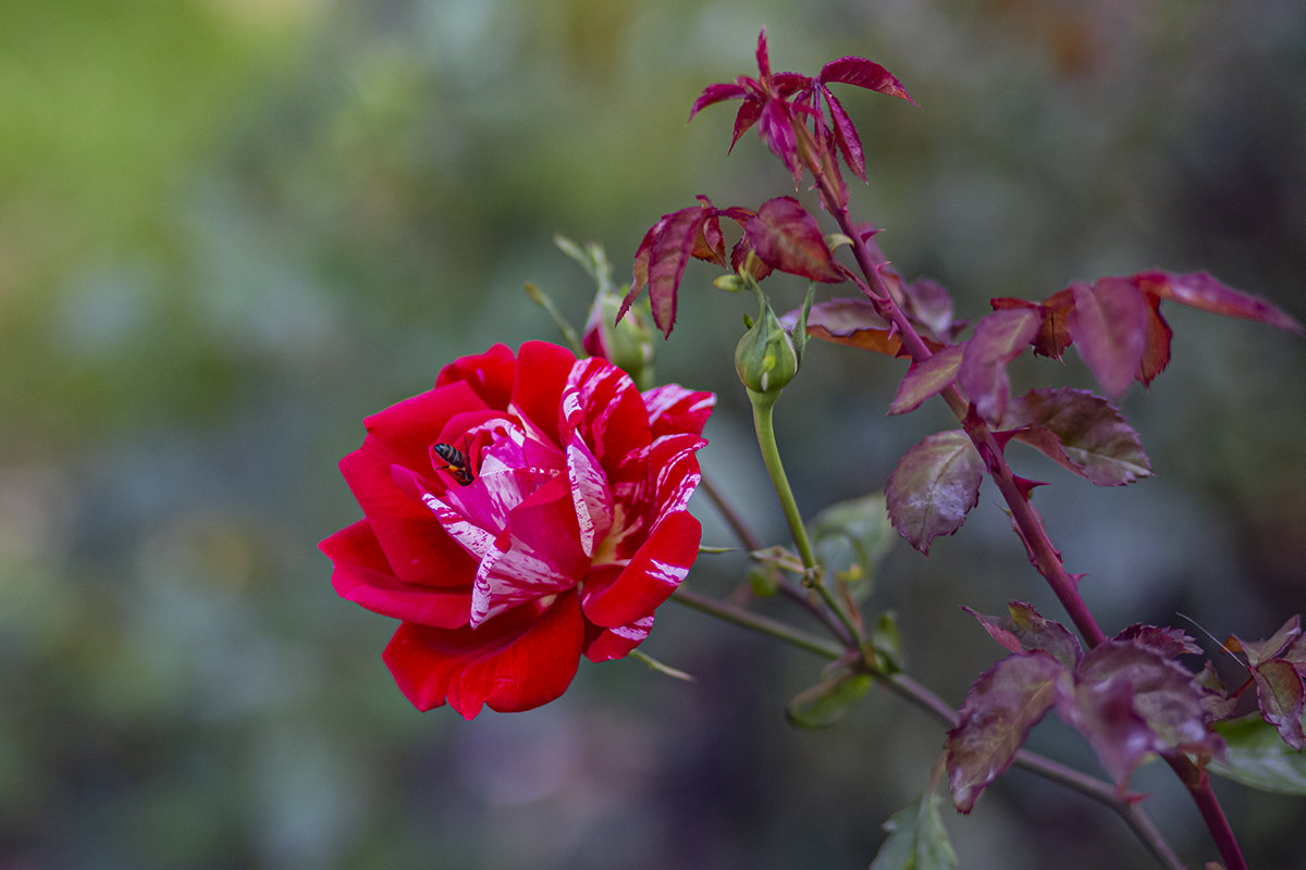 Просто роза - Светлана Карнаух