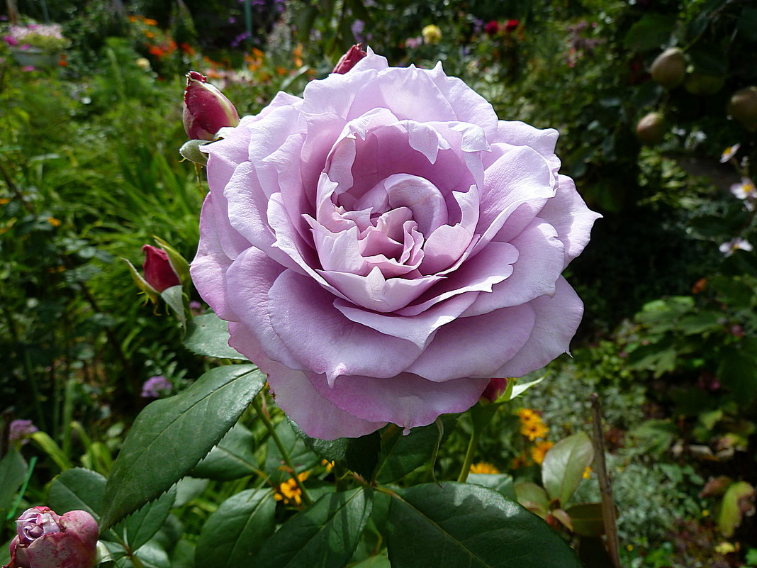 Голубая роза Новалис - Лидия Бараблина