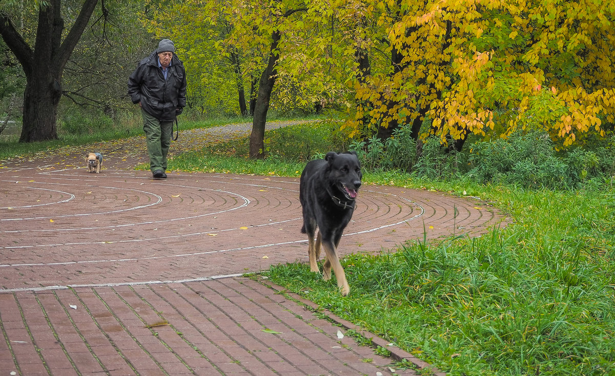Прогулки в Осеннем Парке - юрий поляков