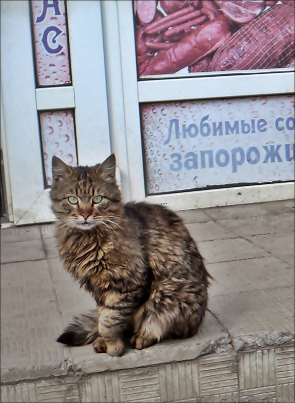 Из жизни ершистого кота - Нина Корешкова