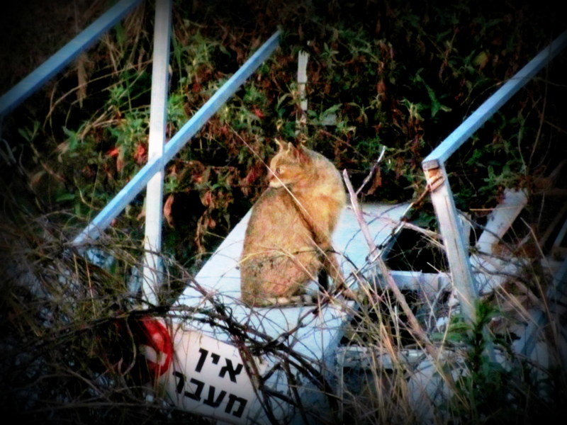 Камышовый кот. Озеро Хула - Герович Лилия 