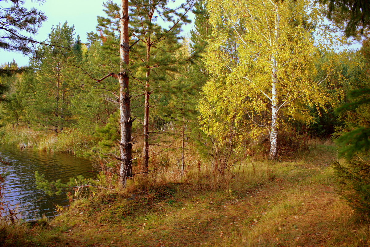 Осенний лес играет красками... - Нэля Лысенко
