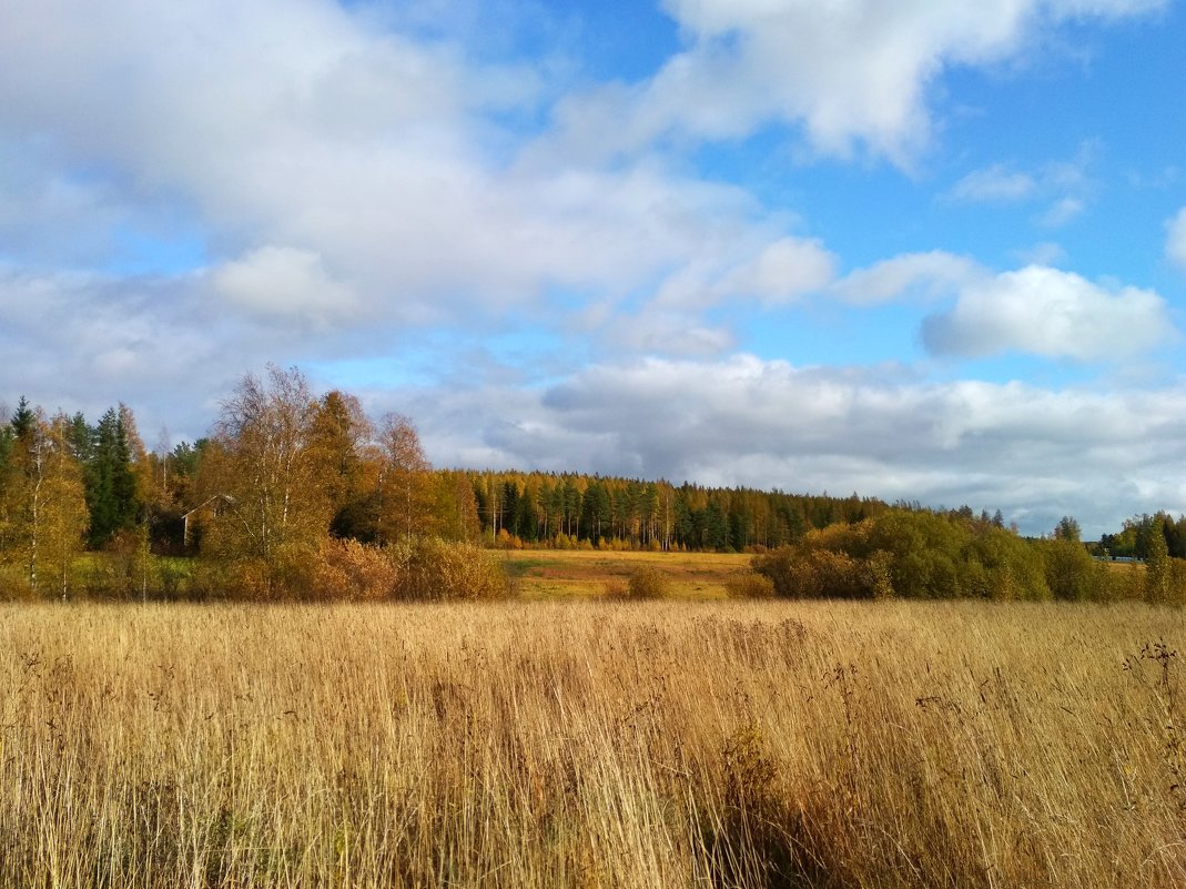 Осенний пейзаж - Aнна Зарубина
