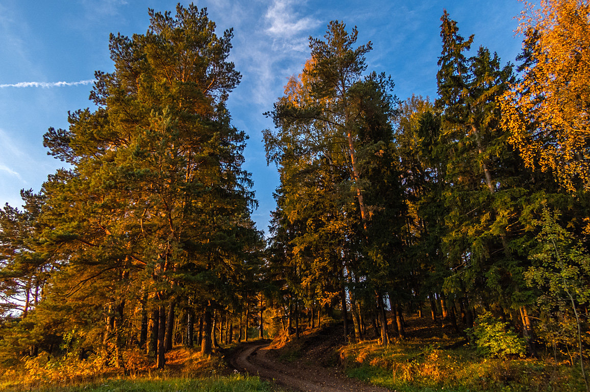 Рассвет в осеннем лесу - Сергей Цветков