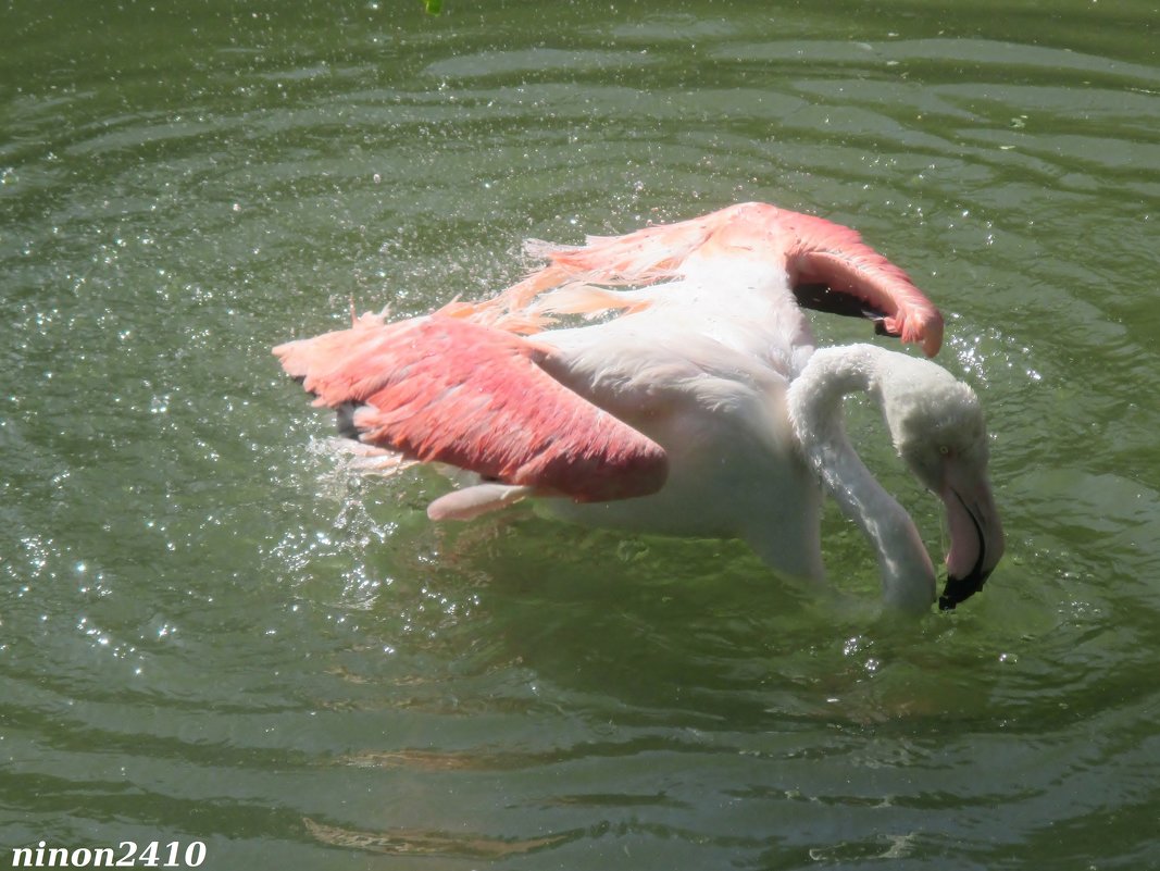 Купание фламинго - Нина Бутко