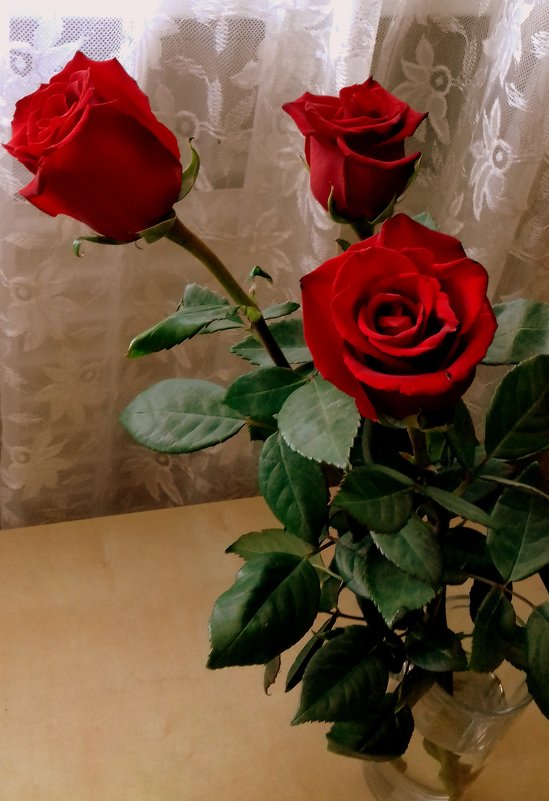 Красные розы . - Мила Бовкун