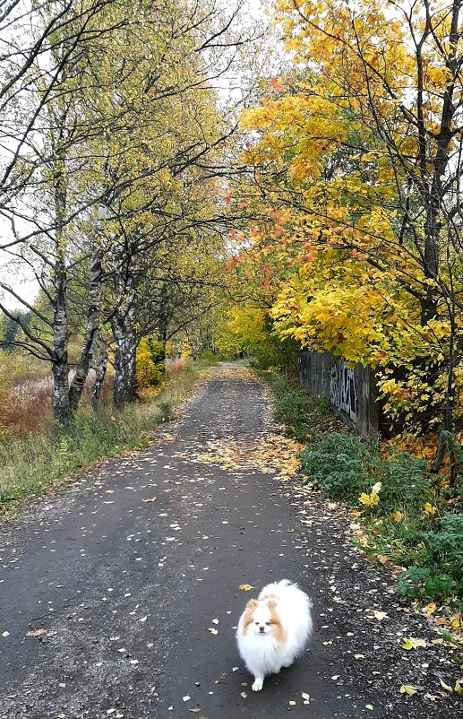 Прогулка с собакой в осеннем лесопарке - Елена Павлова (Смолова)