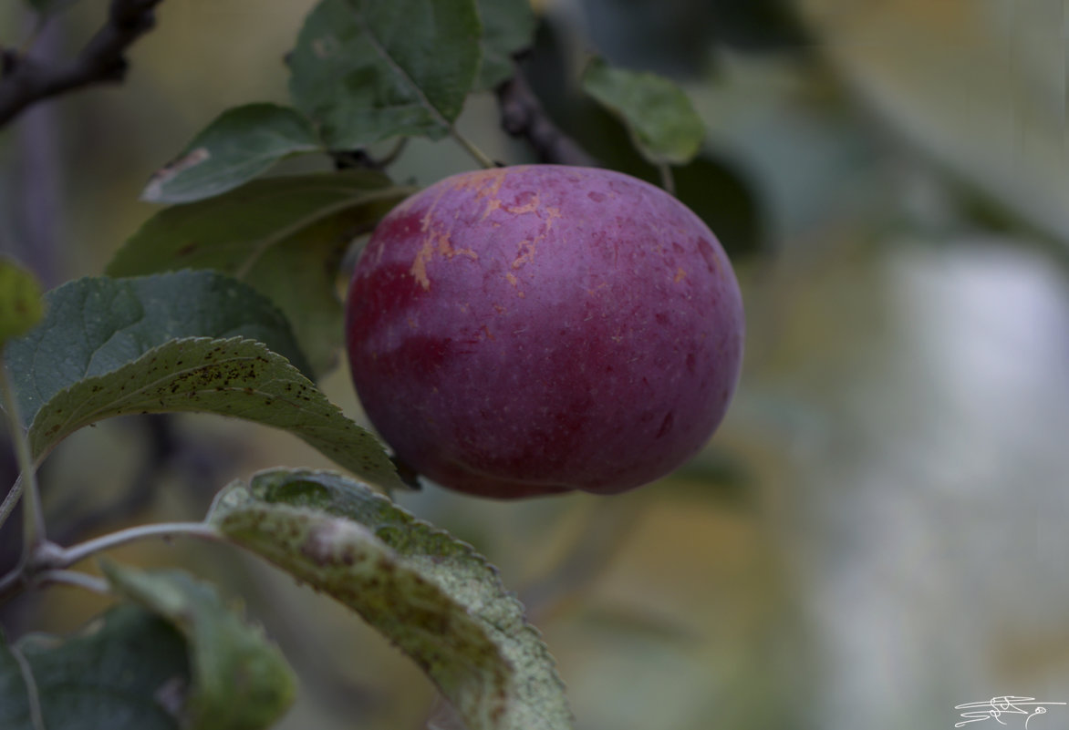 Последнее яблоко в моём саду - Валерий Басыров