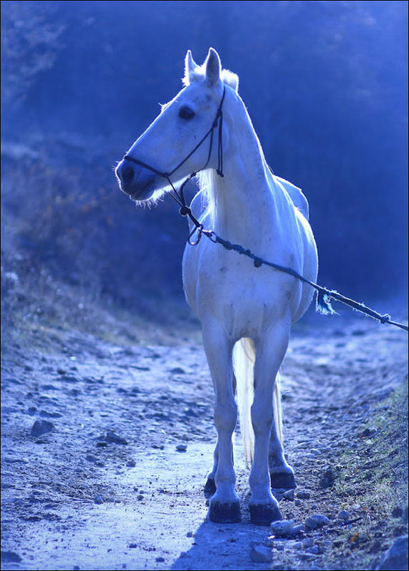 Лошадь в голубом - Анатолий Винник
