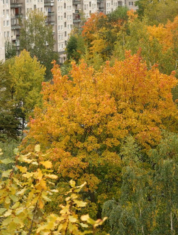 Осень во дворах... - Юрий Куликов