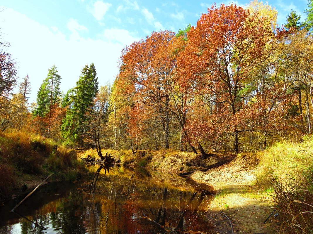 Осенние краски лесной реки - Андрей Снегерёв