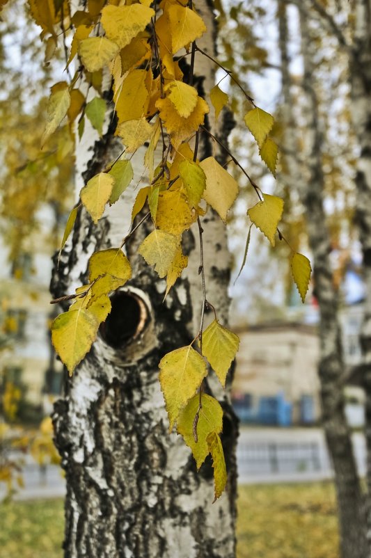Листья желтые ... - Ольга Винницкая (Olenka)